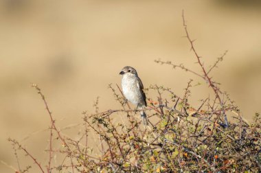 Kırmızı sırtlı örümcekkuşu, yeşil yapraklar ve sarı çiçeklerle süslenmiş dikenli bir dala tünemiş, yumuşak, bulanık bir arka plana kurulmuş..