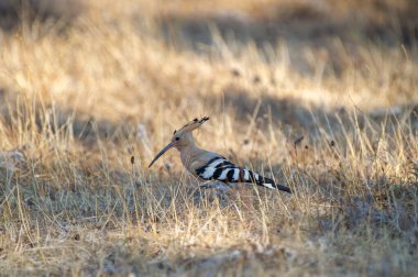 Çarpıcı bir hoopoe kuru çimlerin üzerinde duruyor, zarif armasını, kavisli gagasını ve kalın siyah-beyaz kanat desenlerini sergiliyor..