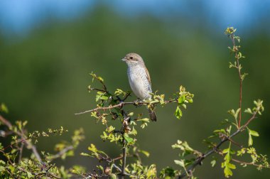 Yumuşak, bulanık doğal bir arka plan tarafından çerçevelenmiş, yapraklı bir dalın üzerinde koyu kafa işaretleri olan, narin, gri ve beyaz bir örümcekkuşu..