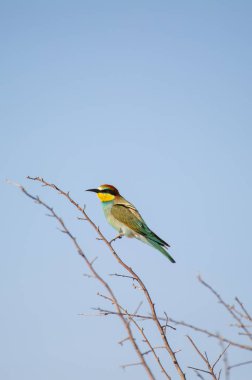 Renkli Avrupalı bir arı yiyici açık mavi gökyüzünün altında çıplak bir dala tünemiş..