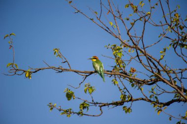 Canlı renkli bir Avrupalı arı yiyici, parlak mavi gökyüzüne karşı, seyrek yapraklı bir dalın üzerine tünemiş..