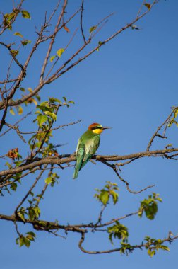 Canlı renkli bir Avrupalı arı yiyici, parlak mavi gökyüzüne karşı, seyrek yapraklı bir dalın üzerine tünemiş..