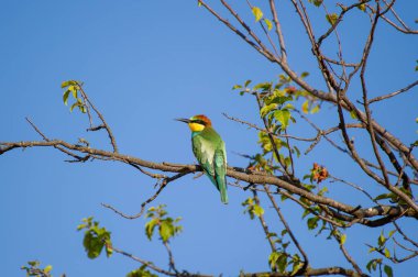 Canlı renkli bir Avrupalı arı yiyici, parlak mavi gökyüzüne karşı, seyrek yapraklı bir dalın üzerine tünemiş..