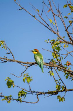Canlı renkli bir Avrupalı arı yiyici, parlak mavi gökyüzüne karşı, seyrek yapraklı bir dalın üzerine tünemiş..