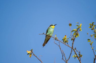Canlı renkli bir Avrupalı arı yiyici, parlak mavi gökyüzüne karşı, seyrek yapraklı bir dalın üzerine tünemiş..