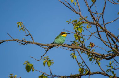 Yeşil, sarı ve kırmızımsı kahverengi tüyleriyle, açık mavi gökyüzünün altındaki yapraklı bir dalın üzerine tüneyen, arı yiyen bir kuş..