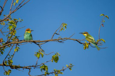 İki canlı renkli arı yiyen kuş, açık mavi gökyüzüne karşı zarif bir şekilde ağaçların dallarına tünemiş..