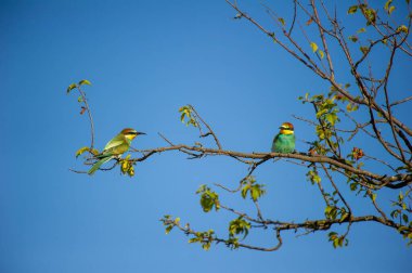 İki canlı renkli arı yiyen kuş, açık mavi gökyüzüne karşı zarif bir şekilde ağaçların dallarına tünemiş..