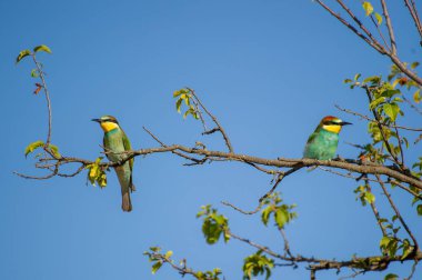 İki canlı renkli arı yiyen kuş, açık mavi gökyüzüne karşı zarif bir şekilde ağaçların dallarına tünemiş..