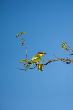 Yeşil, sarı ve kırmızımsı kahverengi tüyleriyle, açık mavi gökyüzünün altındaki yapraklı bir dalın üzerine tüneyen, arı yiyen bir kuş..