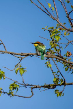 Yeşil, sarı ve kırmızımsı kahverengi tüyleriyle, açık mavi gökyüzünün altındaki yapraklı bir dalın üzerine tüneyen, arı yiyen bir kuş..