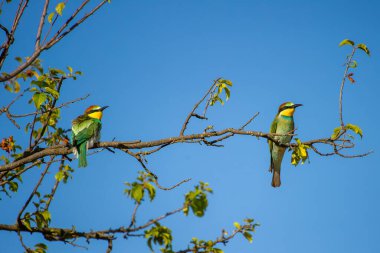 İki canlı renkli arı yiyen kuş, açık mavi gökyüzüne karşı zarif bir şekilde ağaçların dallarına tünemiş..