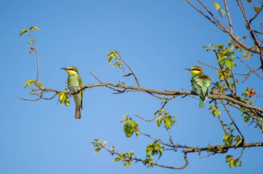 İki canlı renkli arı yiyen kuş, açık mavi gökyüzüne karşı zarif bir şekilde ağaçların dallarına tünemiş..