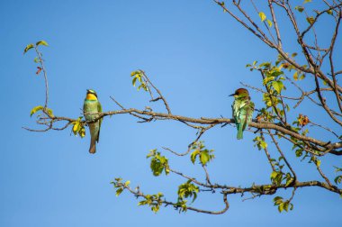 İki canlı renkli arı yiyen kuş, açık mavi gökyüzüne karşı zarif bir şekilde ağaçların dallarına tünemiş..