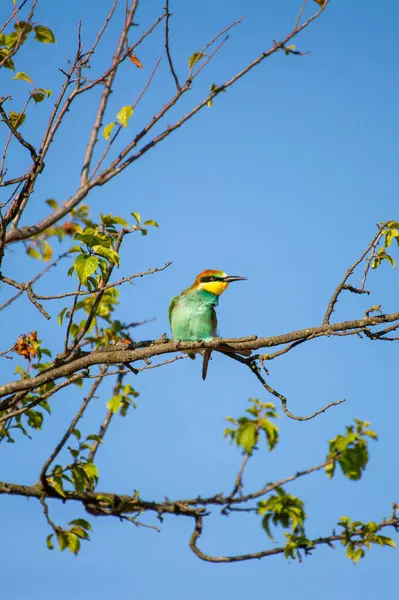 Yeşil, sarı ve kırmızımsı kahverengi tüyleriyle, açık mavi gökyüzünün altındaki yapraklı bir dalın üzerine tüneyen, arı yiyen bir kuş..