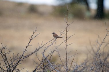 Küçük, kahverengi ve gri, kırmızı sırtlı bir örümcekkuşu çalıların üzerinde yumuşak bir göbeği var.