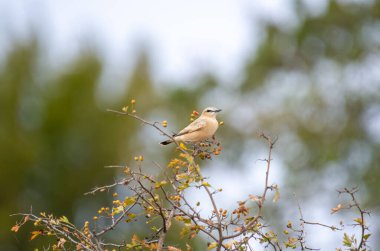 Koyu renkli kanatları olan açık kahverengi kuzeyli bir kuş, yeşil yapraklarla çerçevelenmiş böğürtlen dolu bir dalda zarifçe tünemiş ve yumuşakça bulanık doğal bir zemin..