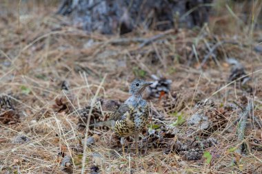 Kuru otlar, çam kozalakları ve orman enkazı arasında kamufle olmuş benekli bir karga kuşu durmakta. Huzurlu orman habitatına pürüzsüz bir şekilde karışıyor.