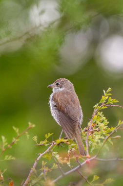 Arka planda yumuşak yeşil bir yeşil bulanıklık üzerine keskin çerçeveli, ince yapraklı bir dal üzerinde hafif bir bel altı tünemiş küçük kahverengi bir örümcekkuşu.