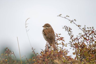 Küçük kahverengi ve gri sırtlı bir örümcekkuşu, hafif bir göbek altı tüneği ile bir çalılık üzerinde zarif bir şekilde, tüyleri yumuşak bulanık doğal bir arka plana karşı keskin bir şekilde tanımlanır.