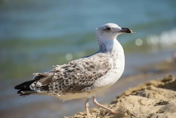Benekli bir martı, yumuşak okyanus dalgalarının yakınındaki kumlu sahilde sakince duruyor ve kıyı habitatına karışıyor..