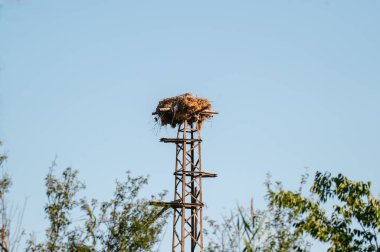  Büyük bir kuş yuvası, açık mavi gökyüzünün altında yeşil ağaçlarla çevrili uzun metal bir kuleye taç takar..