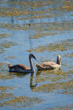 İki genç kuğu güneş ışığıyla kaplı, bitki örtülü sularda yüzüyor ve gelişen bir su ortamında ilk yaşamlarını sergiliyorlar..