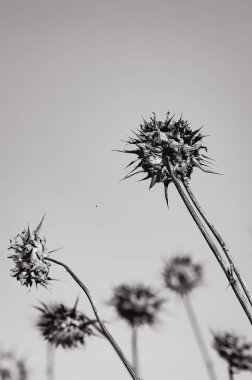 Kurumuş devedikenleri solgun bir gökyüzüne karşı dikilir siyah-beyaz bir kompozisyonda..