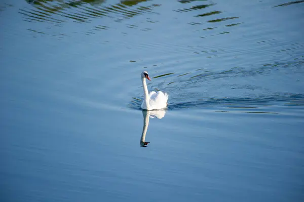 İki beyaz kuğu, yansıtıcı ve dalgalı bir gölde huzur içinde süzülüyor..