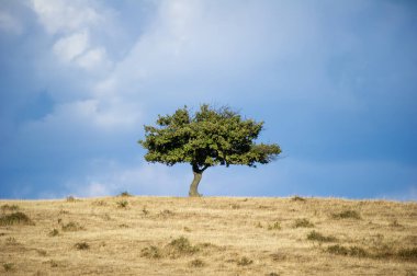 Yalnız bir ağaç kuru bir tepenin üzerinde duruyor yumuşak bulutlarla benekli bir gökyüzünün altında..