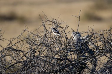 Bir odunsu örümceği, güneşli, kurak bir arazide karışık bir çalıda tetikte bekliyor..