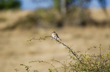 Kırmızı böğürtlenlerle bezenmiş dikenli bir dalın üzerinde yumuşak, kuru bir araziye karşı duran küçük kırmızı sırtlı bir örümcekkuşu..