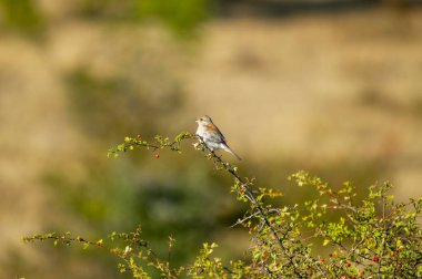 Kırmızı böğürtlenlerle bezenmiş dikenli bir dalın üzerinde yumuşak, kuru bir araziye karşı duran küçük kırmızı sırtlı bir örümcekkuşu..
