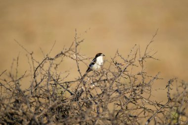 Güneşli, kurak bir arazide, dikenli bir çalıya tünemiş küçük bir kuş..