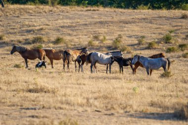 Değişik renklerdeki atlar sakin bir şekilde güneşli, kuru bir alanda dururlar. Etrafı seyrek bitki örtüsü ve sıcak gölgelerle çevrilidir..