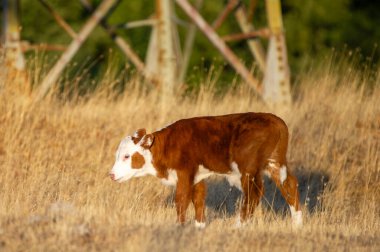 Beyaz işaretli kırmızımsı kahverengi bir buzağı, kuru otlardan oluşan güneşli bir alanda yürüyor.,