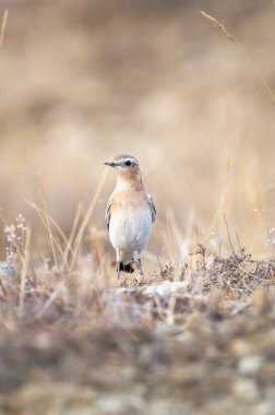 Kuzey bisikletli kuş, güneşli bir çimen ve kayalık arazide tetikte bekliyor..