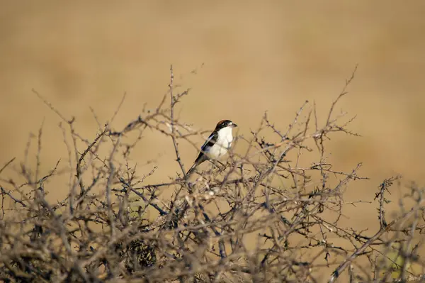 Güneşli, kurak bir arazide, dikenli bir çalıya tünemiş küçük bir kuş..