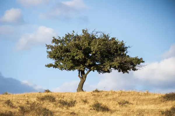 Yalnız bir ağaç kuru bir tepenin üzerinde duruyor yumuşak bulutlarla benekli bir gökyüzünün altında..