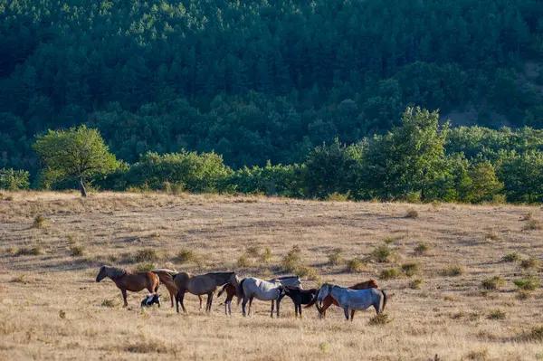 Değişik renklerdeki atlar sakin bir şekilde güneşli, kuru bir alanda dururlar. Etrafı seyrek bitki örtüsü ve sıcak gölgelerle çevrilidir..