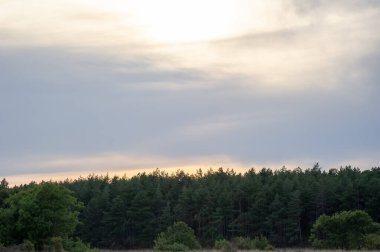 Yükselen yeşilliklerden oluşan sakin bir orman yavaşça parlayan bulutlarla kaplı bir gökyüzünün altında uzanır..