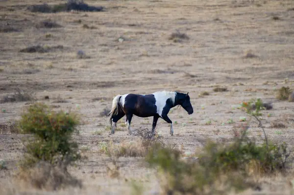 Çarpıcı siyah beyaz bir at, sessiz gökyüzünün altındaki kuru ve açık bir arazide zarifçe yürüyor..