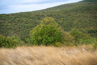 Yoğun, yuvarlanan bir yamaçta yeşil, çalılık ağaçlar yükseliyor, soluk, bulutlu bir gökyüzünün altında uzun, altın-kahverengi kuru otların ardında..