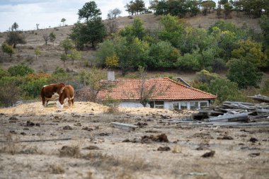 İki kahverengi ve beyaz inek kırsal bir bahçede saman tepeciğinin tepesinde duruyor, arkasında kırmızı çatılı bir ev ve kuru bir yamaç var..