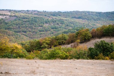  Kuru, çimenli bir tarlanın arkasında sonbahar renkleriyle parlayan bir orman yamacı.