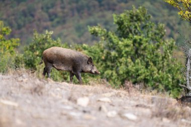 Kaba koyu paltolu bir yaban domuzu sık ormanlarla kaplı kayalık, çimenli yamaçlarda yürüyor.
