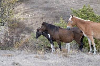Değişik renklerde üç at, sessiz ve dağlık bir arazide, seyrek bitki örtüsünün ve uzak ağaçların arasında, kuru çimenlerin üzerinde huzur içinde duruyor..