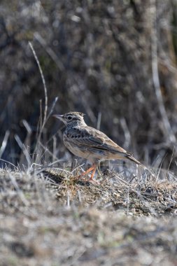 Benekli bir tarlakuşu, yükseltilmiş ibikli bir kuş, yumuşak ışık ve sessiz toprak tonlarıyla çevrelenmiş, kuru, dal parçalı zemin üzerinde alarmda durur..