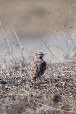 Benekli bir tarlakuşu, yükseltilmiş ibikli bir kuş, yumuşak ışık ve sessiz toprak tonlarıyla çevrelenmiş, kuru, dal parçalı zemin üzerinde alarmda durur..