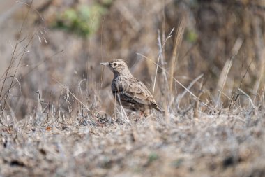 Çizgili kahverengi ibikli tarlakuşu kuru, kayalık zemin üzerinde duruyor, kurak yaşam alanına sorunsuzca karışıyor..